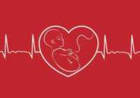 عکس آخرین هفته ای که امید تشکیل قلب جنین است هفته چندم است