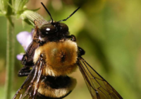 عکس علائم تمام بیماری های زنبور عسل و آفات کندو و درمان