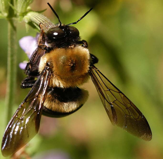 عکس, علائم تمام بیماری های زنبور عسل و آفات کندو و درمان