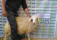 عکس قیمت دقیق گوسفند زنده برای قربان ۱۴۰۰