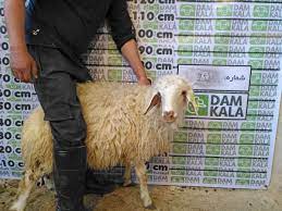 عکس, قیمت دقیق گوسفند زنده برای قربان ۱۴۰۰