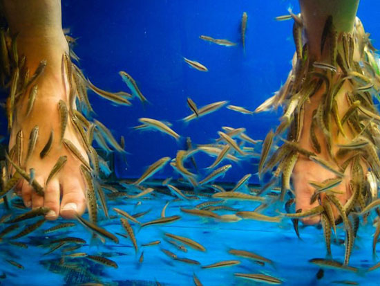 عکس, گذاشتن پاها در حوضچه پر ماهی برای پدیکور ممنوع
