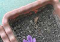 عکس آموزش کاشتن زعفران در گلدان و میزان محصول زعفران آن