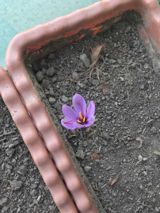عکس, آموزش کاشتن زعفران در گلدان و میزان محصول زعفران آن