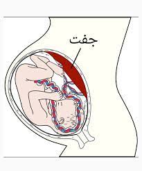 عکس, زمان تشکیل جفت در بارداری و نقش آن در طول بارداری