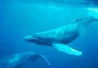 عکس آرام بخش بودن آواز نهنگ ها و دانلود صدای آنها