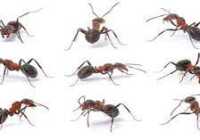 عکس تعبیر خواب مورچه و موریانه بد است