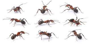 عکس, تعبیر خواب مورچه و موریانه بد است