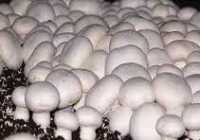 عکس همه چیز درباره پرورش قارچ هزینه های اولیه و میزان در آمد آن