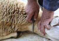 عکس قربانی کردن گوسفند در خواب نماد و تعبیر چیست