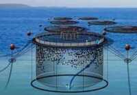 عکس فوت و فن های پرورش ماهی در قفس