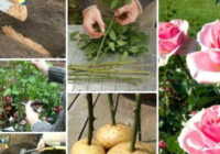 عکس آموزش ریشه دادن شاخه گل هدیه گرفته یا گل رز چیده شده