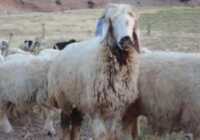 عکس مفید ترین آموزش برای پروار کردن بز و گوسفند