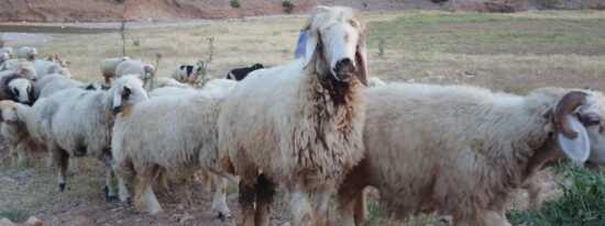 عکس, مفید ترین آموزش برای پروار کردن بز و گوسفند
