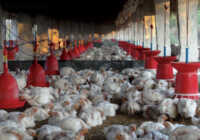 عکس آموزش پرورش مرغ گوشتی و میزان در آمد آن