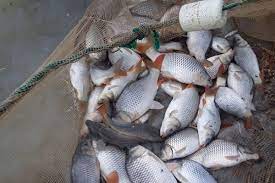 عکس, امکانات و نکات مفید در خصوص پرورش ماهی کپور
