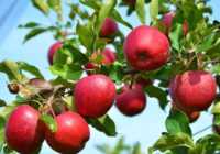 عکس برای رشد بیشتر و با کیفیت تر سیب رد دلشیز بخوان