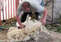 عکس آموزش چیدن پشم گوسفند