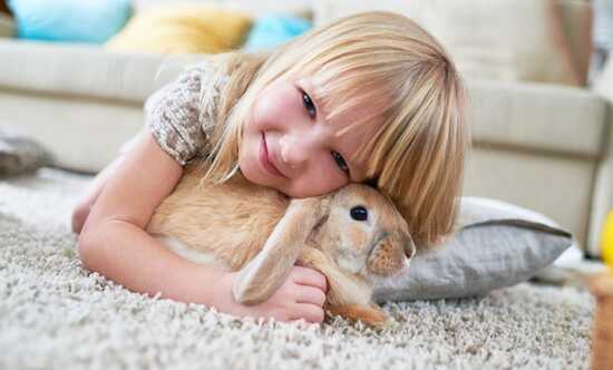 عکس, آموزش نگهداری از خرگوش در آپارتمان