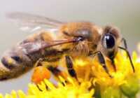 عکس زهر زنبور عسل برای چه بیماریهایی مفید است