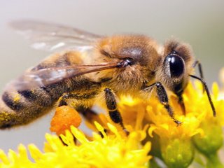 عکس, زهر زنبور عسل برای چه بیماریهایی مفید است