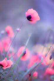 عکس, بک گراندهای زیبای گل های رویایی برای موبایل