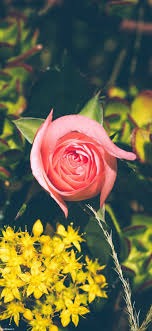 عکس, بک گراندهای زیبای گل های رویایی برای موبایل