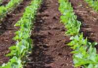 عکس جامع ترین مقاله درباره خاک کشاورزی و هر آنچه میخواهی بدانی