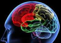 عکس تقویت کننده های خوراکی مغز را بشناس