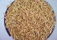 عکس رشد مجدد موها با شلتوک برنج چطوری است