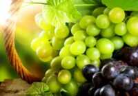 عکس در هر خوشه انگور چه ویتامین ها و موادی وجود دارد