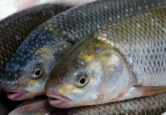 عکس, از بین بردن بوی زهم ماهی برای پخت و از دست ها و خانه