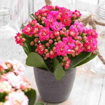 عکس, اسم بهترین گل های طبیعی برای روز زن و مادر