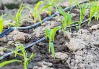 عکس بهترین خاک کشاورزی برای مناطقی که باران کم می بارد