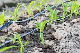 عکس, بهترین خاک کشاورزی برای مناطقی که باران کم می بارد