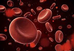 عکس, شبدر بهترین راه برای زیاد کردن پلاکت خون