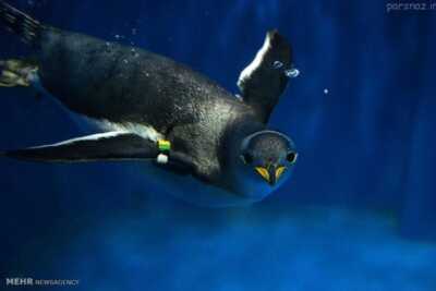 عکس, شنای پنگوئن داخل آکواریوم قطبی