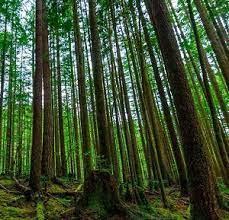 عکس, آدرس دقیق و عکسهای زیبای جنگل راش