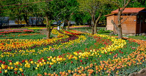 عکس, نشانی دقیق جشنواره گل‌های لاله آسارا