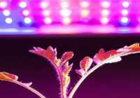 عکس هر چه که از نور مصنوعی برای گیاهان آپارتمانی میخواهی بدانی