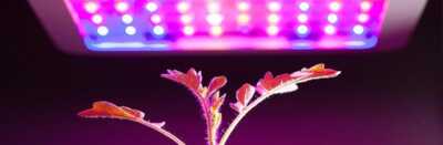 عکس, هر چه که از نور مصنوعی برای گیاهان آپارتمانی میخواهی بدانی