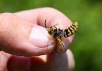 عکس درمان فوری جای نیش زنبور زرد