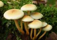 عکس اولین علامت مسومیت با قارچهای موجود در طبیعت