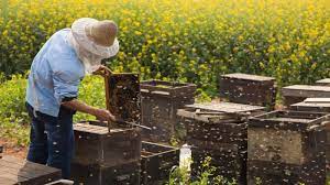 عکس, کامل ترین آموزش رایگان زنبور داری از صفر تا صد