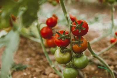 عکس, آموزش به راه کردن گوجه فرنگی گلخانه ای