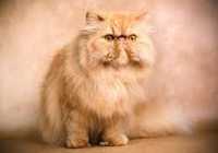 عکس اسم نژادهای مختلف گربه پرشین با عکس