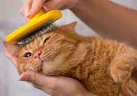 عکس اسم قرصهای درمان ریزش موی گربه ها